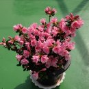 아젤리아 이미지