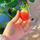 응골농장 이미지