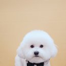 강아지 미용 이미지