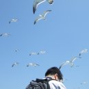 죽도(대섬) Daum카페