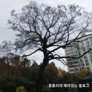 과천초등학교 정문 앞 이미지