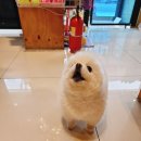 애플펫