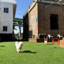 아이조아펫파크 동탄점 이미지