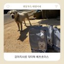 닥터팬더 동물병원 | 강아지눈물알러지사료 추천 닥터독 베츠초이스 활력 찾아준 급여 후기