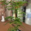 오느레맨션 이미지