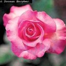 말뚝목장 이미지