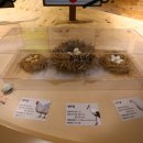 황새가족과 황새알 이미지