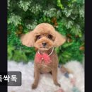 싹독싹독 | (평택, 강아지, 고양이, 애견미용, 추천!) 싹독싹독 반려동물 애견미용 추천