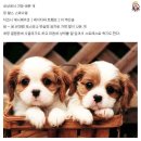 멍뭉이 이미지