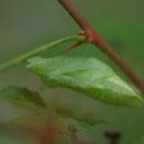 호랑호랑 이미지