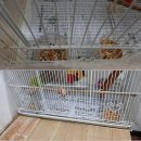 버드리대전 | 대전 앵무새 마을 버드리 화이트모렌 후기