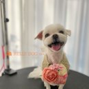 몽이 애견샵 | 반포 서초 강아지미용 잘하는 곳 애견유치원 켈리독에서