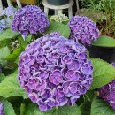 김학철「인연」 이미지