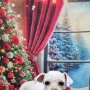 울알라애견미용 이미지