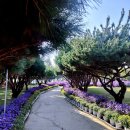 유성중앙유치원 | [대전 가을축제 명소] 대전 유림공원 유성국화축제 역시 최고! (주차정보)