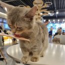 캣다방 | 고양이카페 )) 구미석적 캣다방