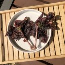 메이드알콩 이미지