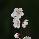 오동동주유소 Daum카페