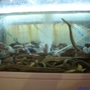 기장산곰장어 이미지