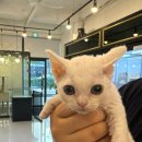 천안고양이분양도로시펫 | 천안 아산 고양이 요정고양이 데본렉스분양 후기