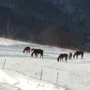 유정목장 이미지
