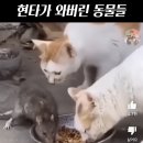 항상 당당할것 이미지