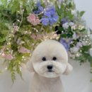 디어마이모모 이미지