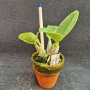 Cattleya Brazilian 이미지