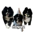 봉봉애견 이미지