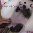 돼지만판다 이미지
