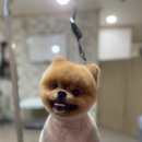개털깎는마리오 네이버블로그
