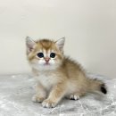 대전 고양이분양 퍼스트캣 대전점 이미지