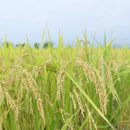 밥풀과학 이미지