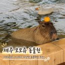 제주(jeju)거북이반점 | 제주 카피바라 체험! 모모쥬 동물원 제주신화월드점 먹이주기 내돈내산 후기