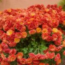 김봉수의원 이미지