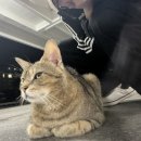 도은야식 이미지