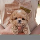 스타일 퍼피 이미지