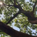 선산중앙로-6 이미지