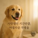 대구 경북 펫헤븐 강아지 고양이 장례 꼭 필요한가요?