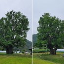 은행나무가든 이미지