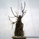 죽은 분재로 인조소나무 만들기 이미지