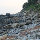 제주 서귀포층 패류화석 산지 이미지