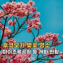 중앙공원_하 | 후쿠오카 벚꽃 명소 개화시기 마이즈루공원 후쿠오카성 실시간 상황