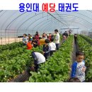 용인대예당태권도 이미지