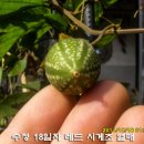 수정열매 이미지