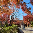 돈돼구만 | 일본 ~교토~ (2) - 기요미즈데라(청수사), 교토 피터래빗, 교토 지브리 샵, 니넨자카 산넨자카, 야사카...