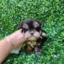 화이트 독 | 여수강아지분양 화이트테리어 분양후기 (헬스독 송파점)