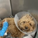 바미메디칼 | 슬개골탈구수술 3기4기 수술후기(1,2일차)