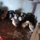 한상태농장 이미지