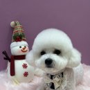 댕뜰리에 이미지